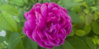 Czy ZUS może cofnąć zasiłek rehabilitacyjny?