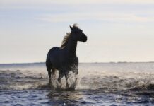 Czy krajowe standardy rachunkowości są obowiązkowe?