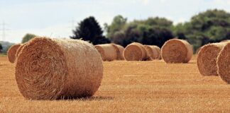 Jaka jest rola matki w wychowaniu dziecka?