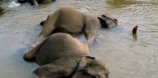 Co uspokaja ale nie usypia?