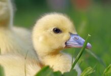 Czy rachunek kosztów jest obowiązkowy?