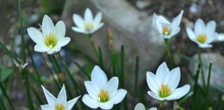 Ile trzeba mieć subskrypcji żeby zarabiać?