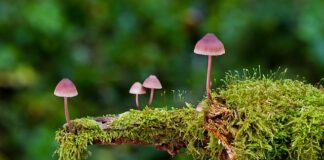 Jakie są rodzaje myślenia?