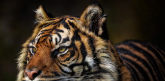 Jak rozwijać krytyczne myślenie u dzieci?