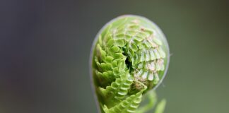 Czy można rozwijać inteligencję?